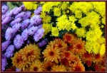 chrysanthemes