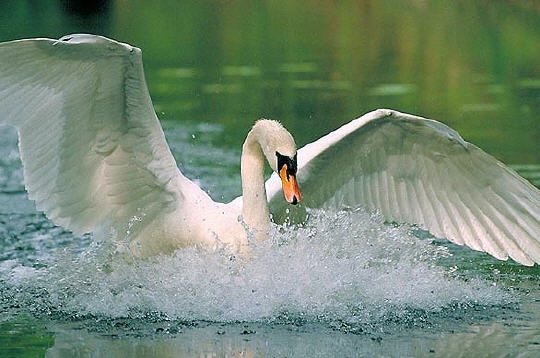 Le chant du&nbsp;cygne