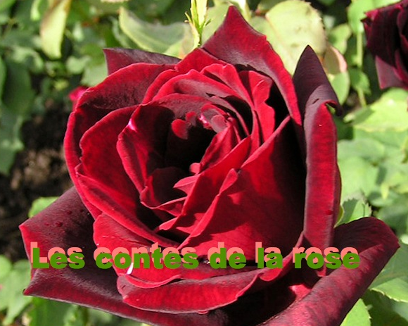 Les contes de la rose, chapitre&nbsp;I