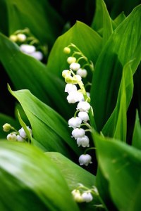 muguet 1