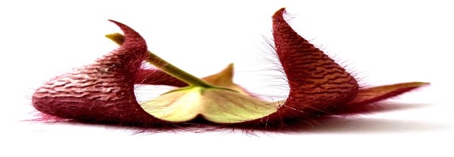 stapelia-1024263_960_720
