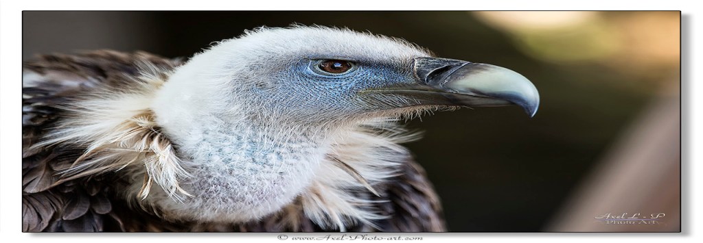La chute de l'Occident