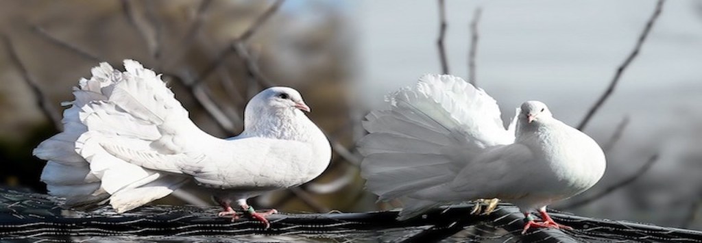 Les deux font la&nbsp;paire
