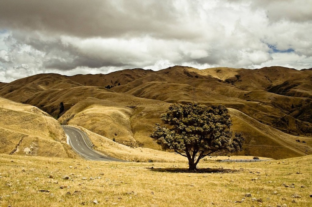 ELOGE DE LA MINERVE&nbsp;CERVICALE