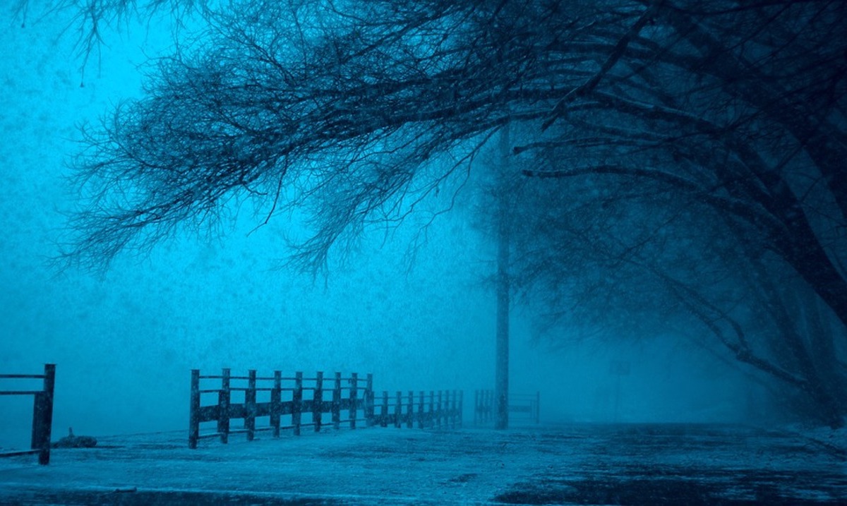 L&rsquo;arbre qui cache la forêt