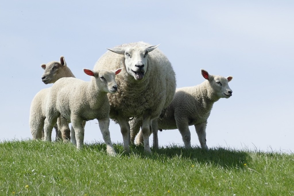 En Marche les&nbsp;moutons