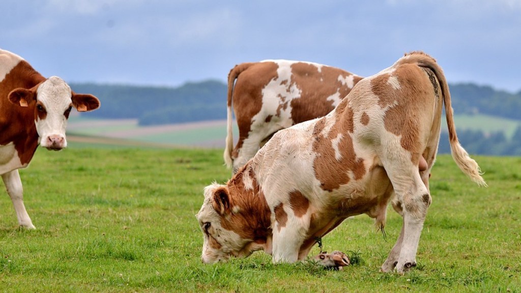 Génuflexions, à-plat-ventrisme, provocations…