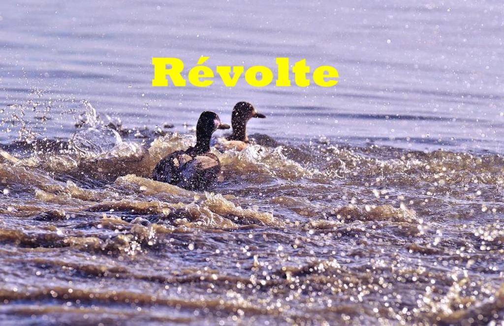 Révolte