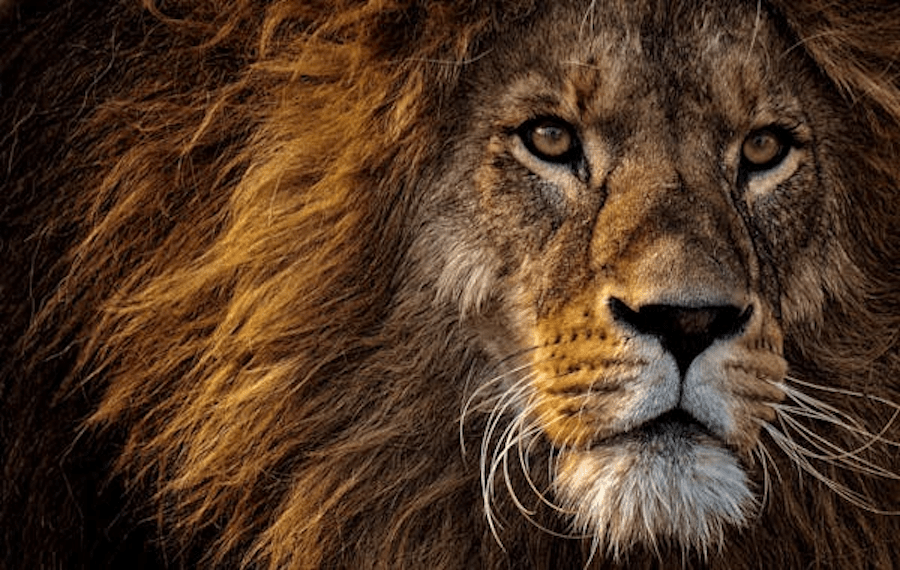 LA RECRUDESCENCE DE L’ANTISÉMITISME… VOTRE FAUTE MR.&nbsp;BIDEN…